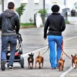 animales de compañía. mascotas y divorcio